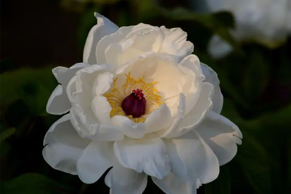 白色牡丹花的寓意和象征