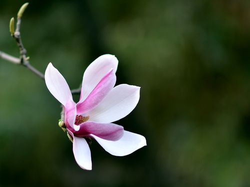 玉兰花的花语是什么？