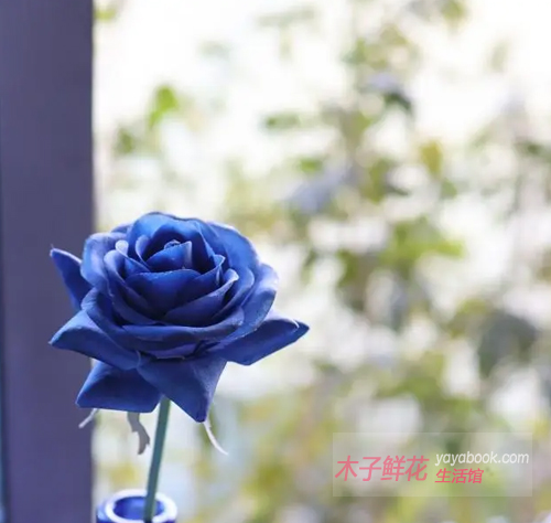 蓝色玫瑰的花语是什么意思？