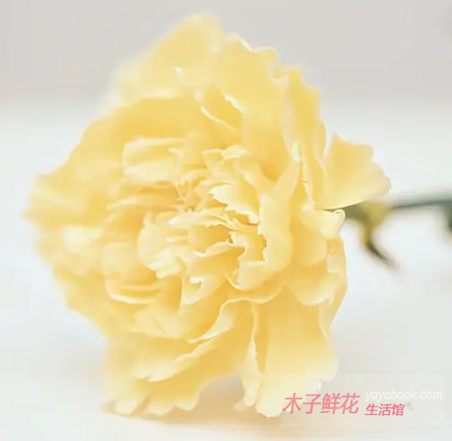 黄色康乃馨的花语是什么?