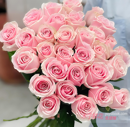 粉雪山玫瑰的花语是什么?