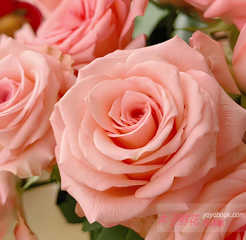 戴安娜玫瑰的花语是什么？