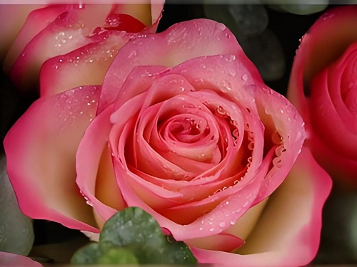 红袖玫瑰的花语是什么？